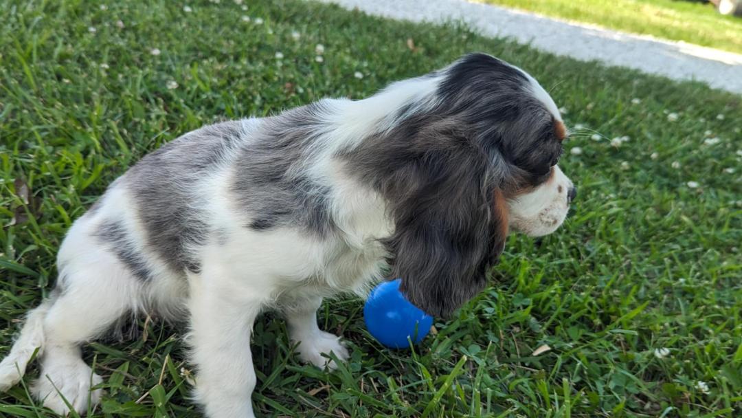 puppy, for, sale, Cavalier King Charles Spaniel, Randy  Swartzentruber, dog, breeder, Half Way, MO, dog-breeder, puppy-for-sale, forsale, nearby, find, puppyfind, locator, puppylocator, aca